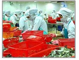 今年一季度越南虾出口收益激增212％