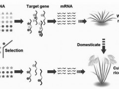 水稻基因组“垃圾DNA”的真相