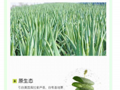 食品饮料新品| “饮”领健康生活！荣格芦荟果粒果汁饮料！