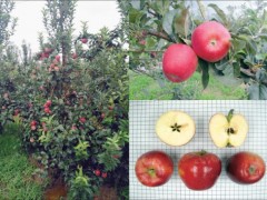一个新品种 身价值千万--山东省农科院果树所“鲁丽”苹果研发推广转化记