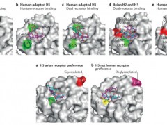 科学家深度解析H7N9亚型禽流感病毒血凝素蛋白的跨种传播机制