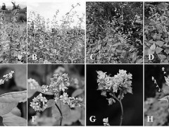 科学家发文阐述荞麦育种策略及应用价值
