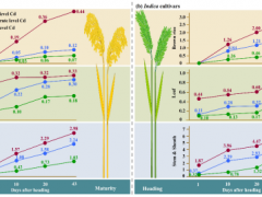 合肥研究院在水稻亚种镉积累差异的生理机制研究方面取得进展