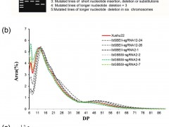 科学家在甘薯中利用CRISPR/Cas9基因编辑技术改良淀粉的品质