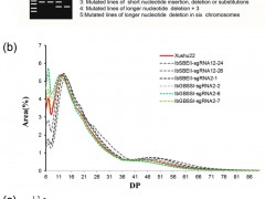 科学家在甘薯中利用CRISPR/Cas9基因编辑技术改良淀粉的品质