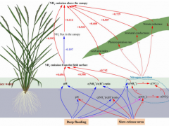 合肥研究院发现施用缓释尿素配合深水灌溉可减少水稻田氨挥发