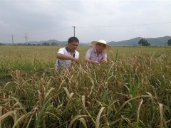 上海交大陈功友团队开辟水稻广谱抗病育种新途径