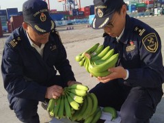 厦门海关在进口香蕉中截获检疫性有害生物新菠萝灰粉蚧