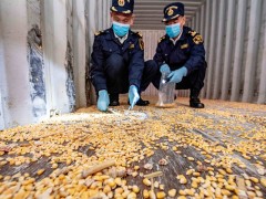 汕头港海关退运46个携带残留转基因玉米种子的进境空集装箱
