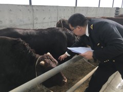 兰州海关助力甘肃活牛首次输往澳门