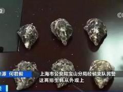 你吃的法国高端品牌生蚝可能是假的，14元低端品转手卖40元！已流入多地…