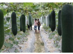 中国（广西）—东盟蔬菜新品种博览会在南宁举行