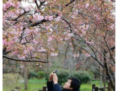 上海樱花节3月15日开幕，1200余亩樱花和各类周边等你来！赏樱攻略看这里
