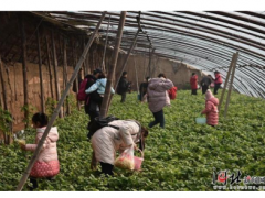 相约“莓”好！石家庄栾城区草莓节开幕