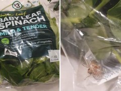Woolworths免洗菠菜装着飞蛾 还是活的！