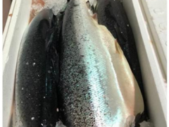 挪威进口三文鱼含李斯特菌  新加坡食品局提醒谨慎食用