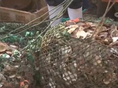 獐子岛事件最新进展 记者探访獐子岛捕捞作业现场