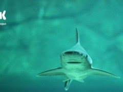 水生所联合发布“万种鱼基因组计划（Fish 10K）”