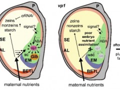 研究揭示玉米籽粒中储藏蛋白从胚乳向胚重分配的分子调控机制