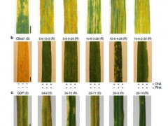 科学家找到小麦抗条锈病新基因