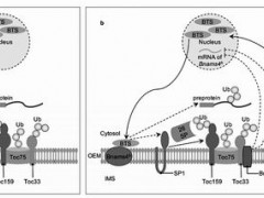 科学家找到甘蓝型油菜雄性不育新基因