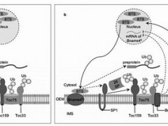 科学家找到甘蓝型油菜雄性不育新基因