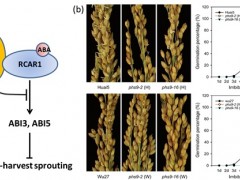 遗传发育所在水稻穗发芽机制研究中取得进展