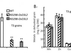 华南植物园发现水稻中过表达OsO3L2和OsO3L3全长和截断片段均可降低米粒中的镉积累