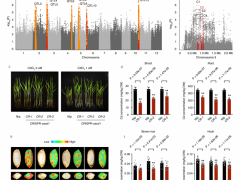 植物所等在低镉水稻研究中取得进展
