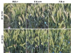 南京农大成功克隆小麦抗赤霉病关键基因