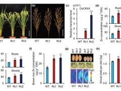 遗传发育所在富锌水稻培育及机制研究中取得进展