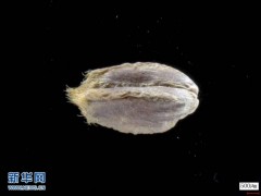 中国科学家成功破译距今约3800年的古小麦全基因组