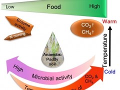 水稻土碳氮循环关键酶动力学特征及其温度敏感性对外源碳添加的响应机制研究获进展