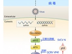 水生所在鱼类病毒的免疫逃逸机制研究中取得新进展