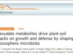 科学家揭示根系分泌物在植物-土壤反馈中的作用