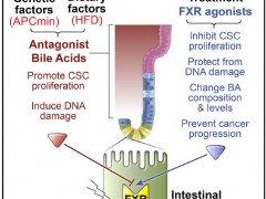 科学家发现高脂肪饮食促进结直肠癌生长的原因