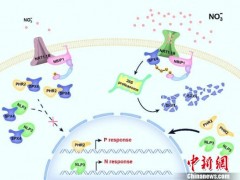 中国科学家研究揭示出植物硝酸盐信号传导通路