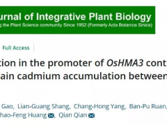 揭示水稻籼粳亚种镉积累差异的分子遗传机制