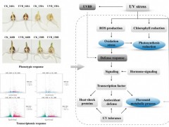 成都生物所小麦响应紫外胁迫机制的研究获进展