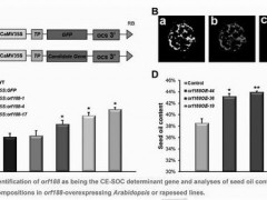 油菜种子含油量调控基因首次被克隆