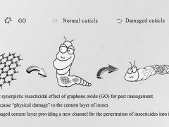 氧化石墨烯可为杀虫剂增效