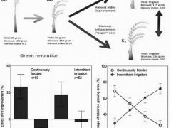 仅靠水稻收获指数提高难以实现大幅减排