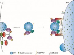 我科学家找到稻米蛋白品质改良路径