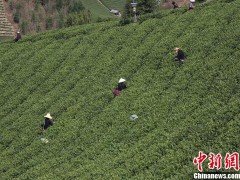 中国茶园面积第一省贵州 茶叶出口向北欧等国家地区转移