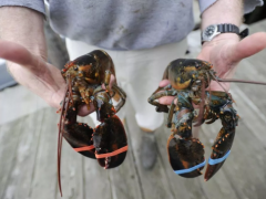 美国龙虾协会募集资金，塑造品牌，主推“软壳虾”