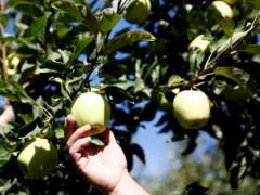 英媒称特朗普打贸易战让美苹果农户焦虑：怕步樱桃果农后尘