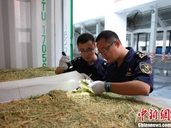 广州黄埔海关截获384吨非法转基因苜蓿草