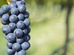 新西兰成美国第三大葡萄酒进口国