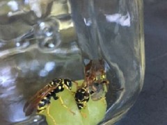 黄蜂会促进葡萄酸腐病的发生吗？