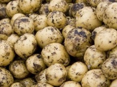 在火星种土豆？专家：马铃薯有适应极端条件遗传力